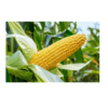 Corn/maize GMO and Non GMO (yellow corn kernel )