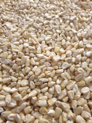Corn/maize GMO and Non GMO (White corn kernel )