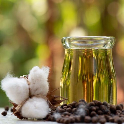 Dried,Cotton,Flower,Or,Gossypium,Oil,And,Seeds,In,A Cottonseed Oil