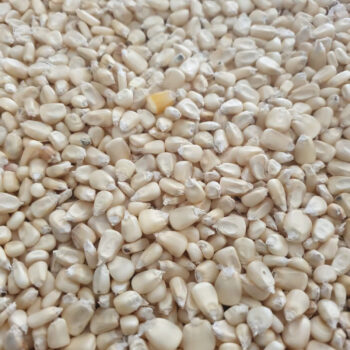 Corn/maize GMO and Non GMO (White corn kernel )