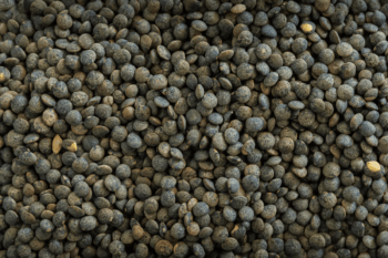 Green Lentils