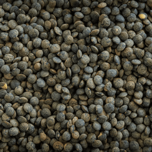 Green Lentils