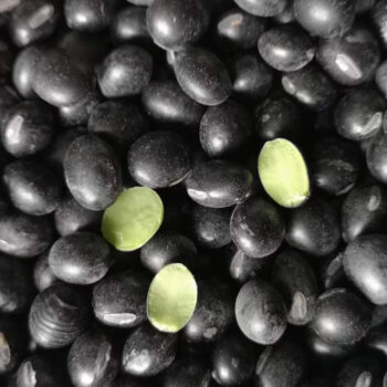 Black soybeans