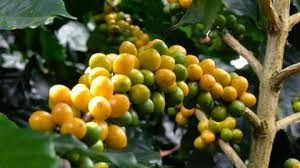 Catuai Coffee