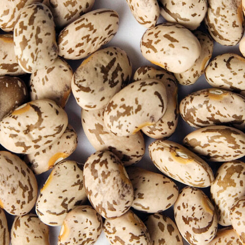 Pinto beans